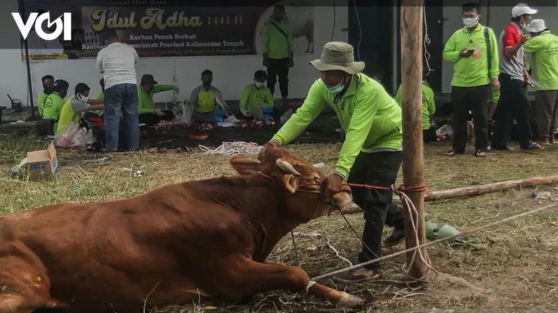 Babel Larang Penyembelih Asah Pisau di Depan Hewan Kurban Iduladha 2024