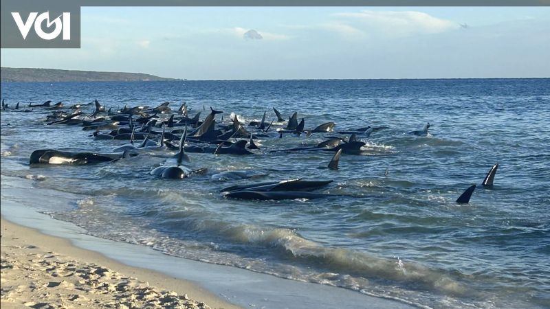 Seratusan Paus Pilot Berhasil Diselamatkan Usai Sempat Terdampar di Pantai Australia&nbsp;Barat